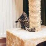 img gatos rascar sofa trucos 2 art