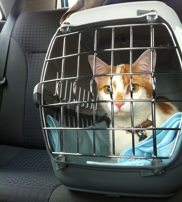 Cómo hacer que tu gato acepte viajar en auto sin ansiedad 2 img gatos viajar coches transportin art