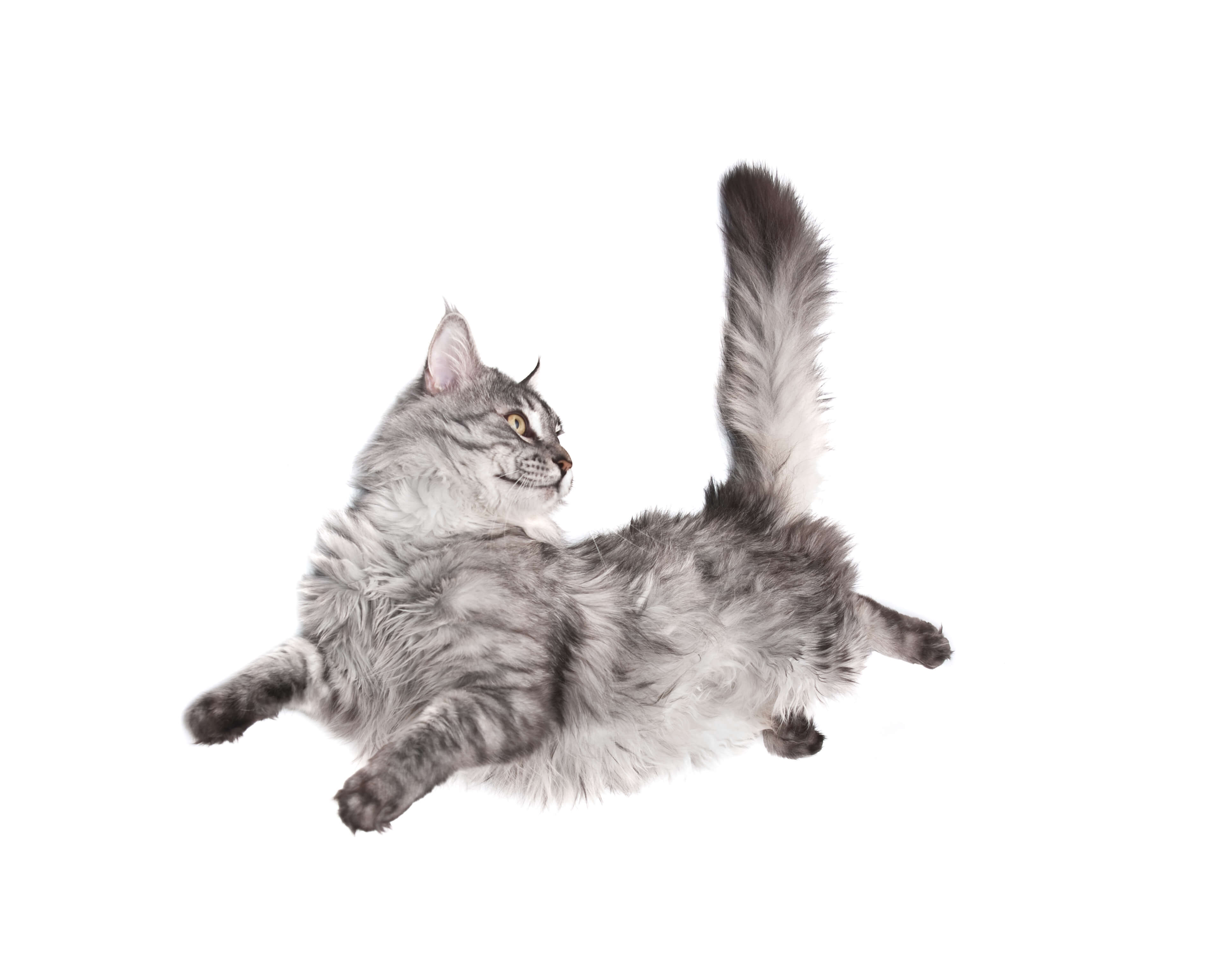 Consejos para enseñar a tu gato a no saltar a lugares altos 3 jumping cat against white 2