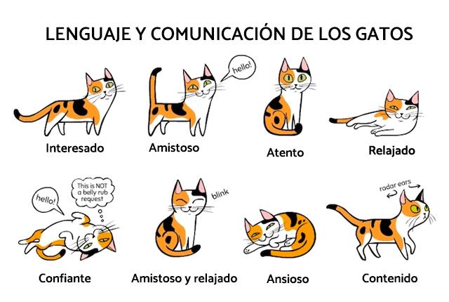 lenguaje y comunicacion de los gatos 21808 orig