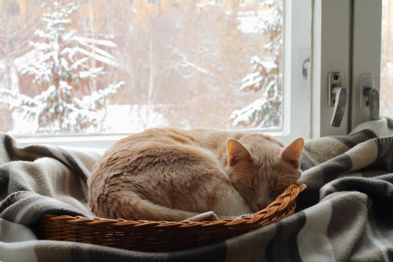 los gatos tienen frio 1