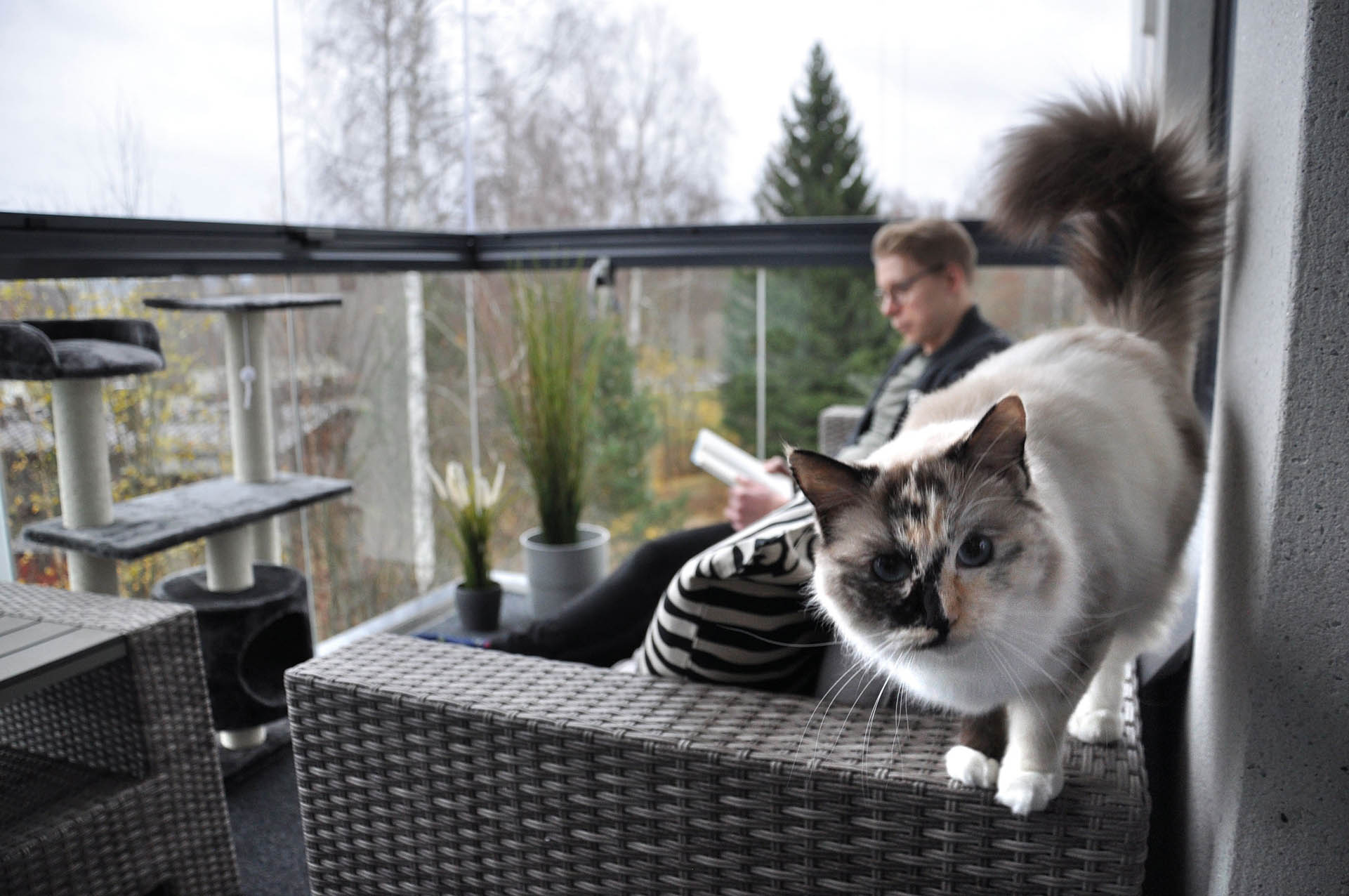 Entrenamiento positivo para gatos que deben adaptarse a vivir en un balcón 2 lumon cortinas cristal terraza gato
