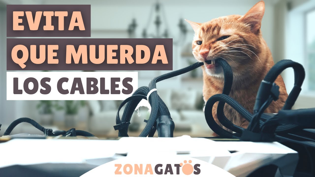 Trucos para que tu gato deje de morder cables 1 maxresdefault 10