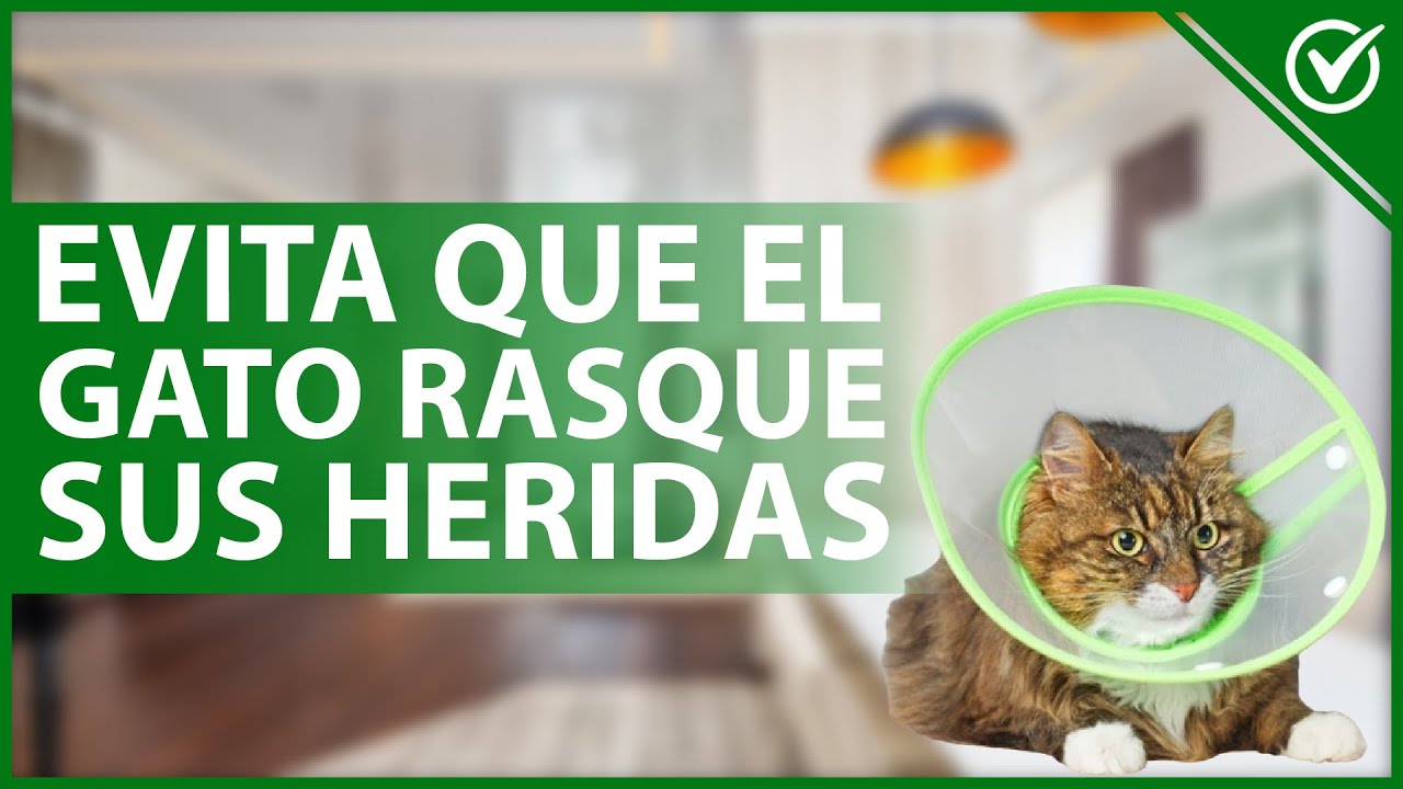 Cómo evitar que tu gato rasque la alfombra usando refuerzo positivo 4 maxresdefault 17