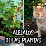 Cómo entrenar a tu gato para que no escarbe en las plantas 6 maxresdefault 18