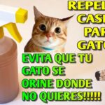 Cómo evitar que tu gato marque con orina usando refuerzo positivo 6 maxresdefault 21