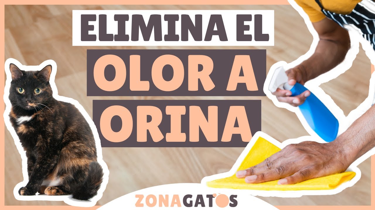 Cómo evitar que tu gato marque con orina usando refuerzo positivo 3 maxresdefault 22