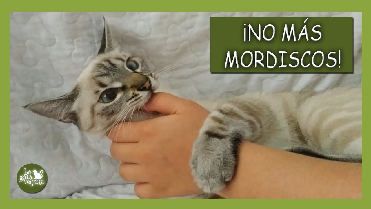Cómo enseñar a tu gato a no morder al ser acariciado 2 maxresdefault 23