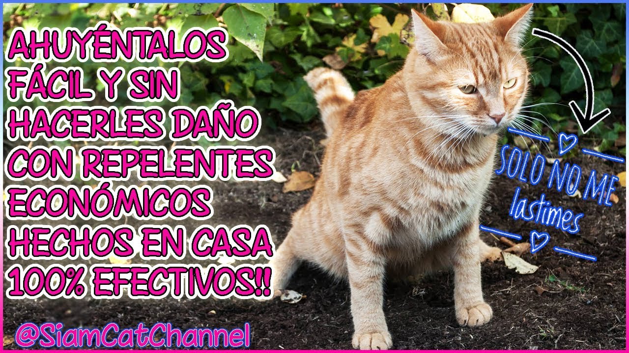 Cómo reducir el comportamiento de "acechar" a otros gatos de la casa 4 maxresdefault 25