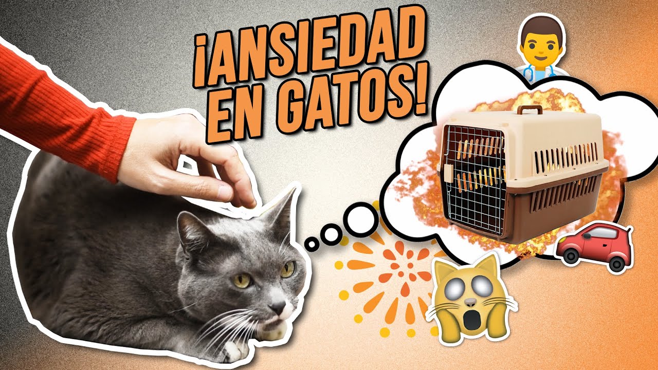 Métodos para calmar a un gato que se altera con reflejos o luces 3 maxresdefault 33