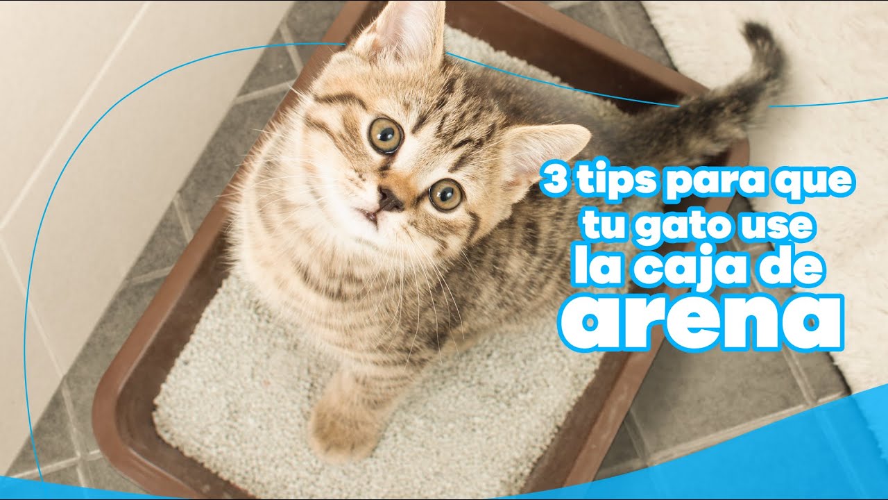 Cómo Lograr que tu Gato Use la Caja de Arena Siempre: Trucos de Entrenamiento Positivo 3 maxresdefault 34