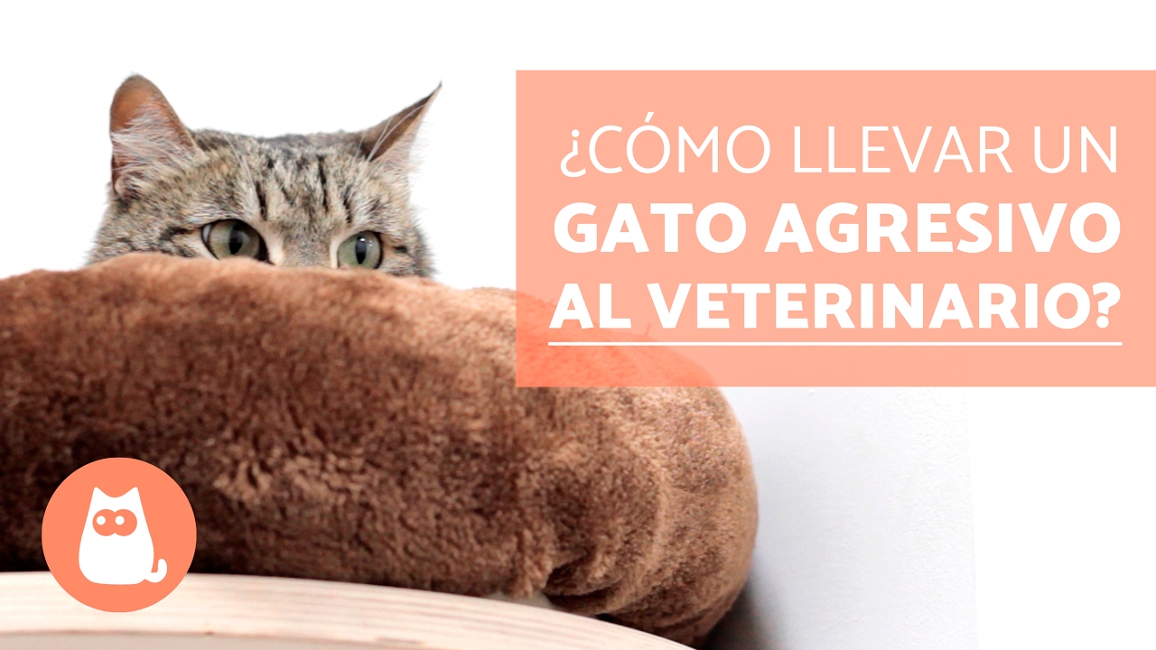 Técnicas para calmar a un gato antes de una cita con el veterinario 4 maxresdefault 35
