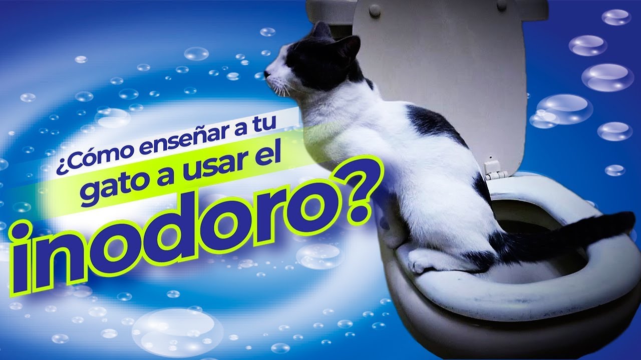 Cómo entrenar a un gato para aceptar ser bañado ocasionalmente 2 maxresdefault 36