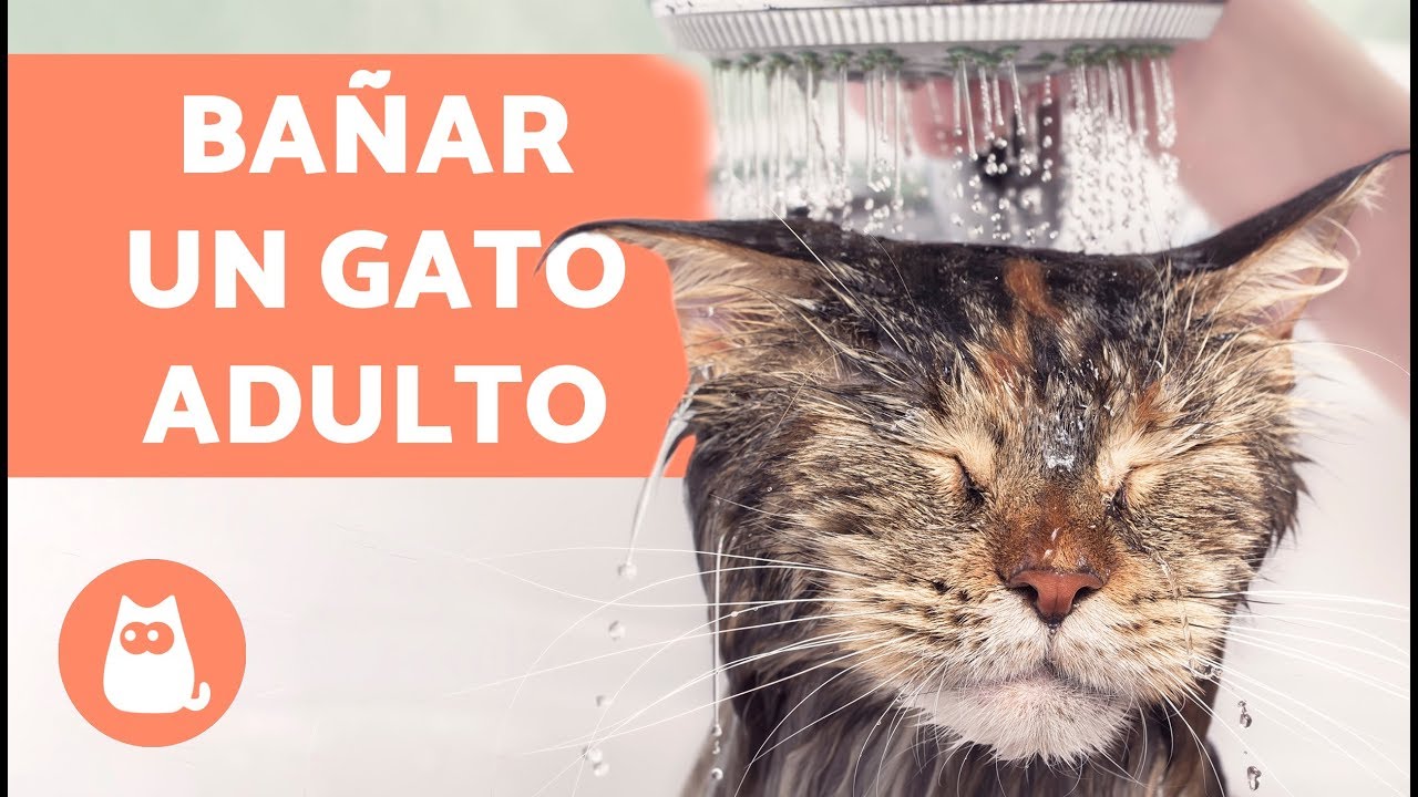 Cómo entrenar a un gato para aceptar ser bañado ocasionalmente 3 maxresdefault 37