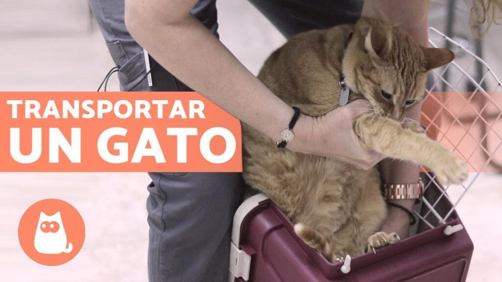 Consejos para calmar a tu gato después de una visita al veterinario 21 maxresdefault 38