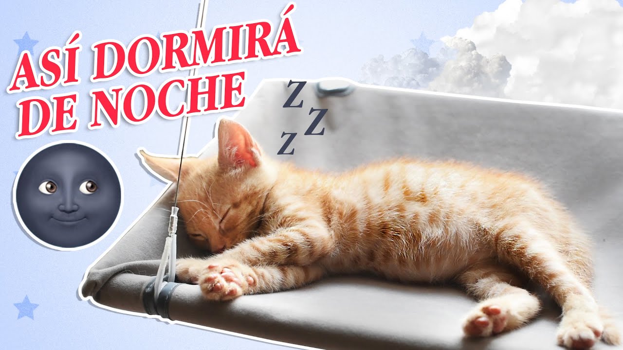 Cómo enseñar a tu gato a quedarse en su cama por la noche 2 maxresdefault 39