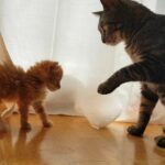 Cómo acostumbrar a tu gato a la presencia de animales pequeños 5 maxresdefault 40
