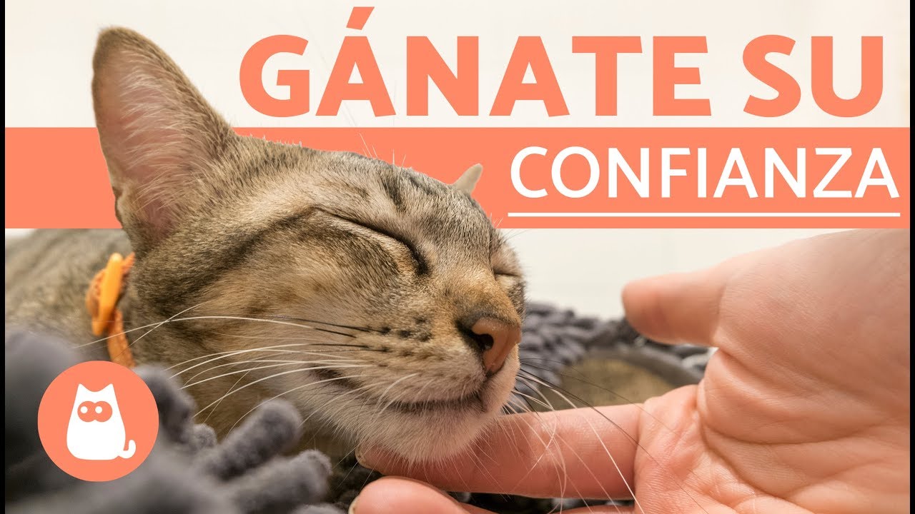Entrenamiento positivo para que tu gato acepte visitas sin miedo 4 maxresdefault 47