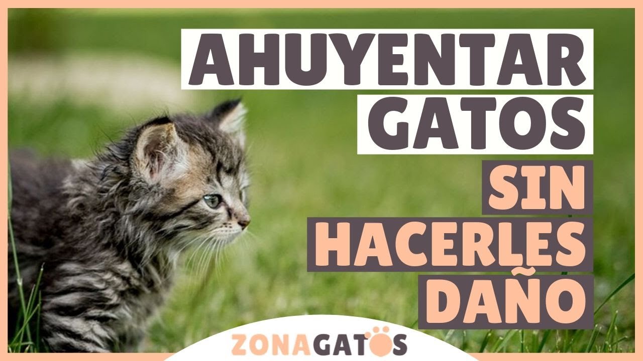 Cómo entrenar a tu gato para explorar el jardín de manera segura 3 maxresdefault 49