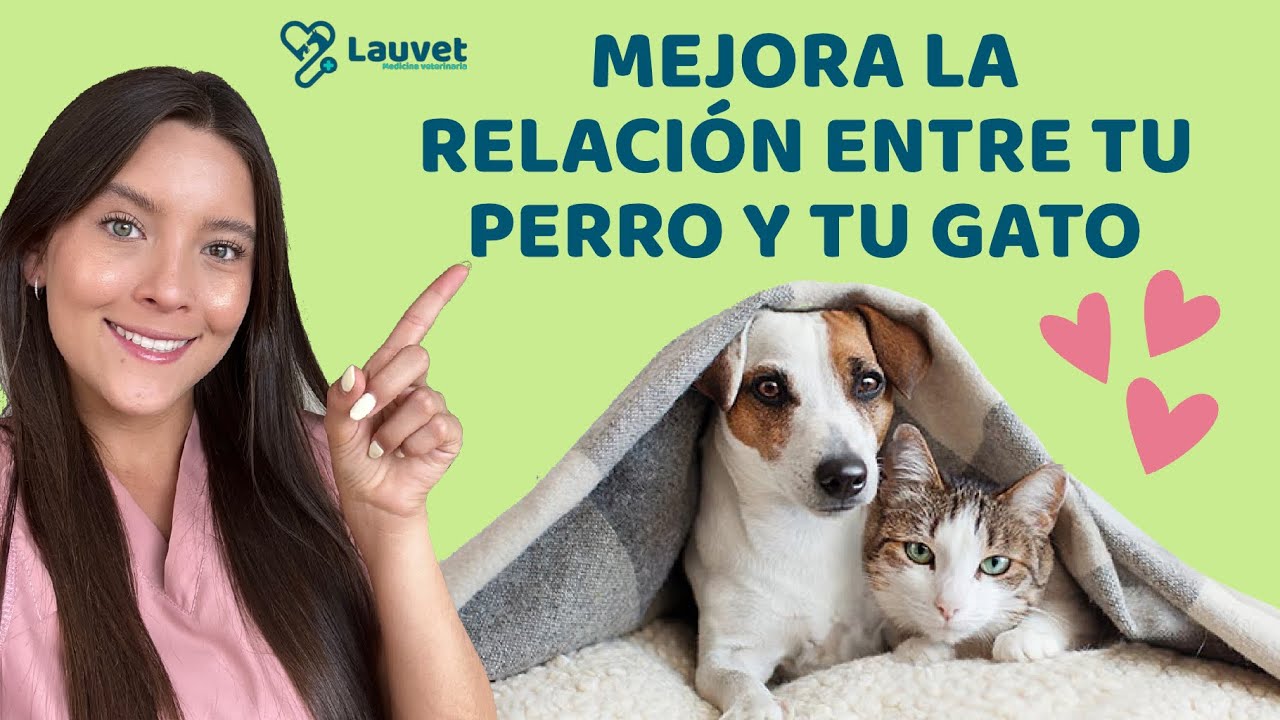 Gato 4 maxresdefault 53