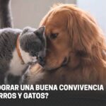 Entrenamiento para mejorar la convivencia entre gatos y perros 6 maxresdefault 54