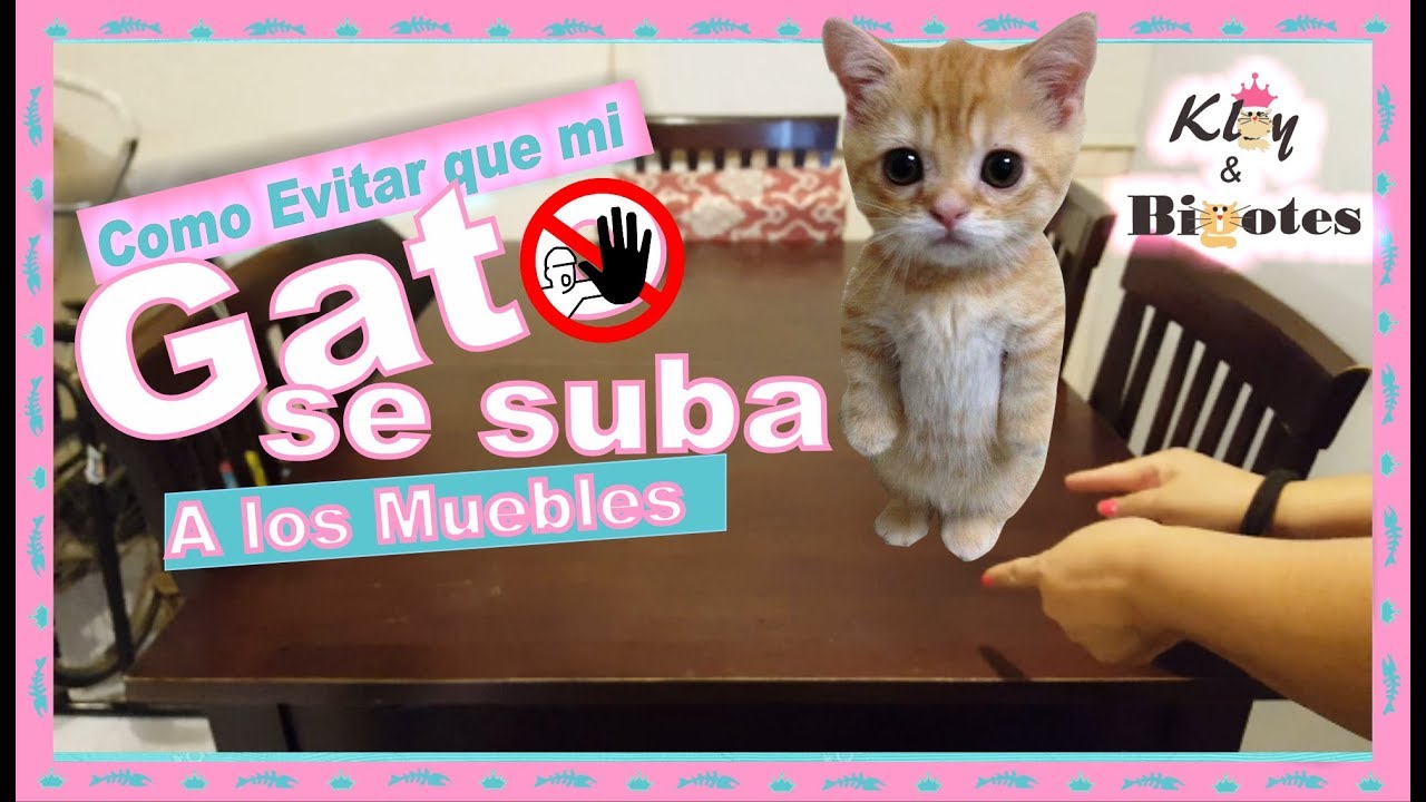 Cómo enseñar a tu gato a no tirar objetos de las mesas y estanterías 4 maxresdefault 9
