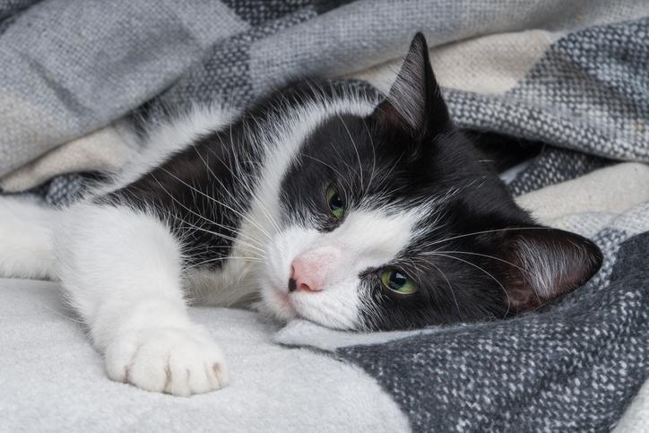 ¿Por qué algunos gatos no responden al entrenamiento positivo y cómo solucionarlo? 3 mi gato esta decaido y no se mueve causas 24583 orig
