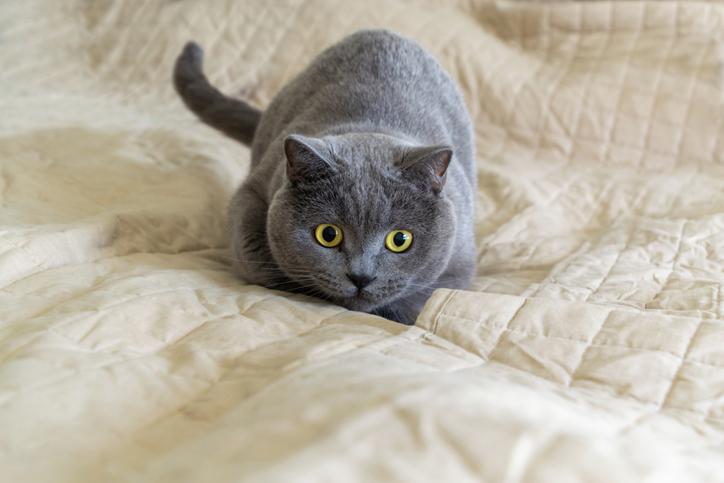 mi gato hace caca en mi cama causas y soluciones 25172 orig