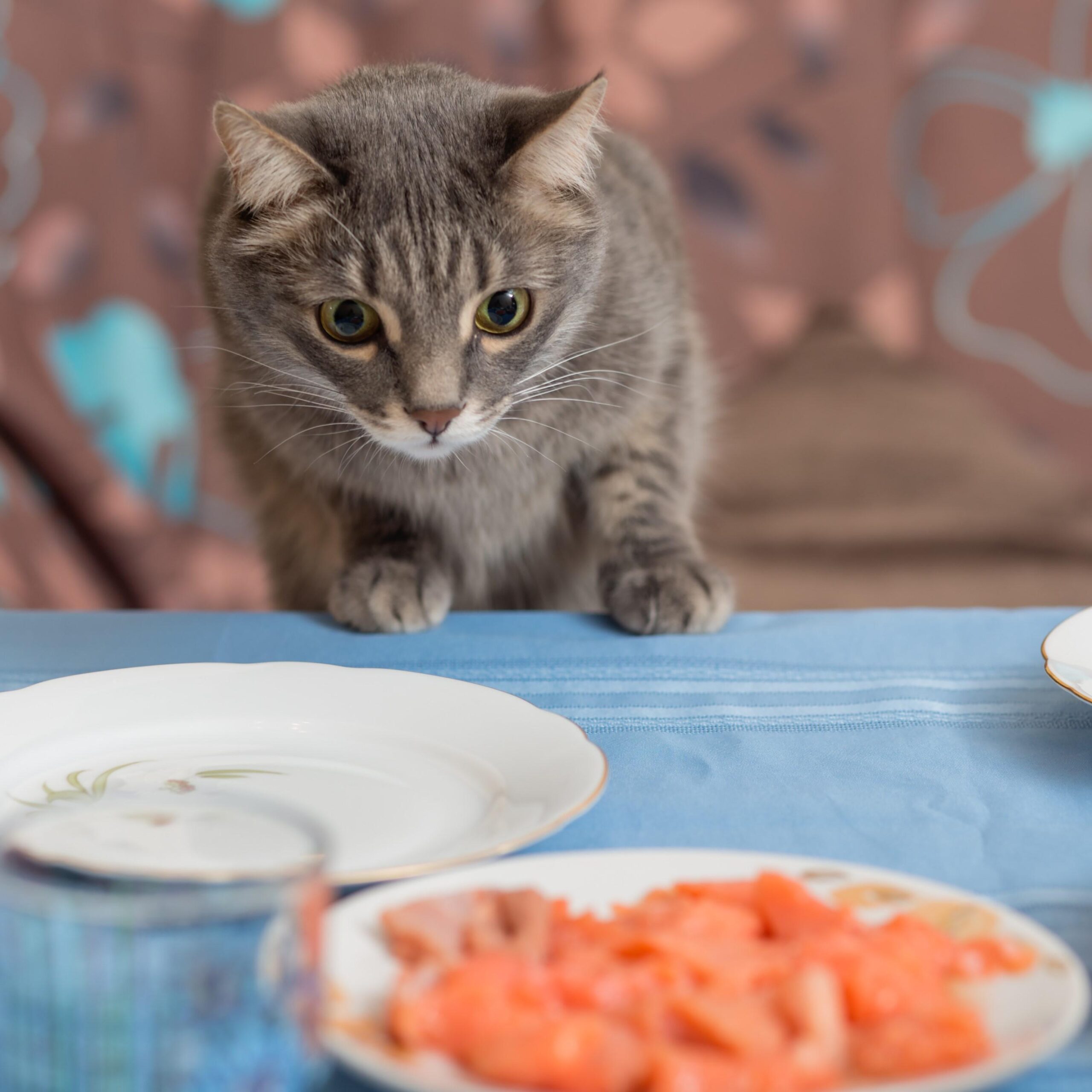 Cómo hacer que tu gato deje de robar comida de la mesa