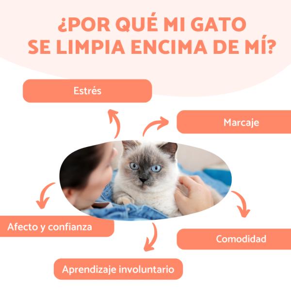 mi gato se limpia encima de mi causas y soluciones 26777 600 square