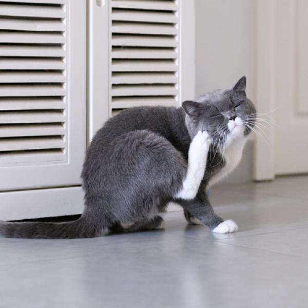 Consejos para enseñar a tu gato a no rascarse en exceso 2 mi gato se rasca mucho causas y que hacer 24989 600 square
