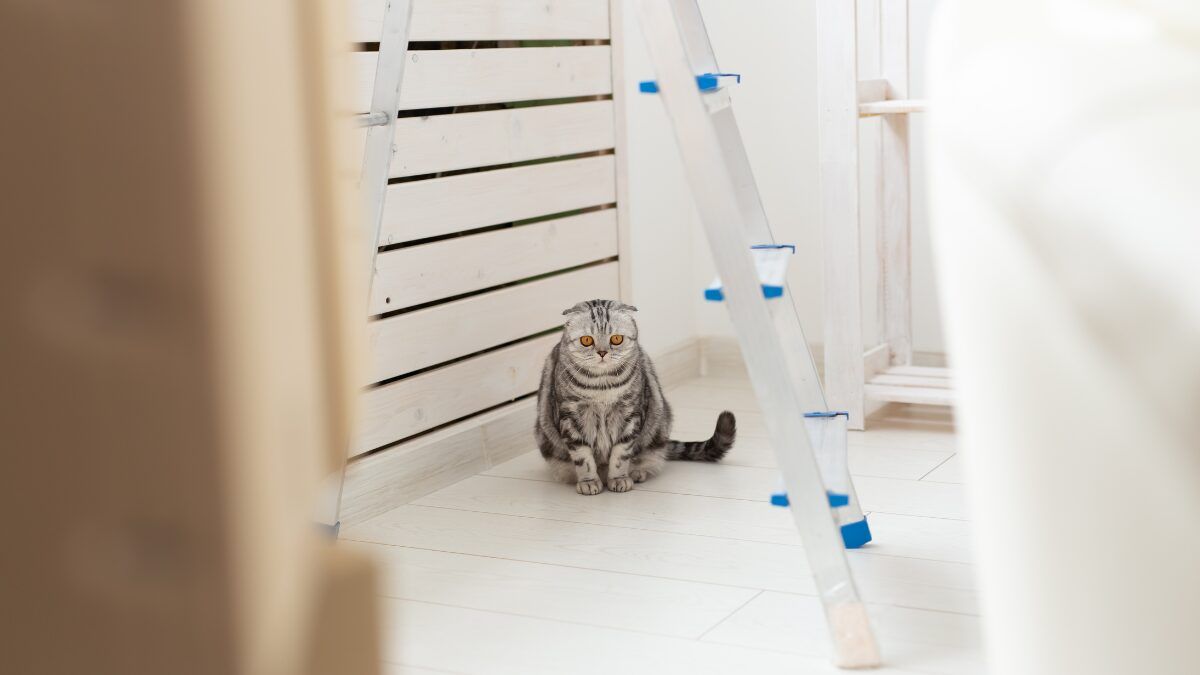 mudanza con gatos.optimal
