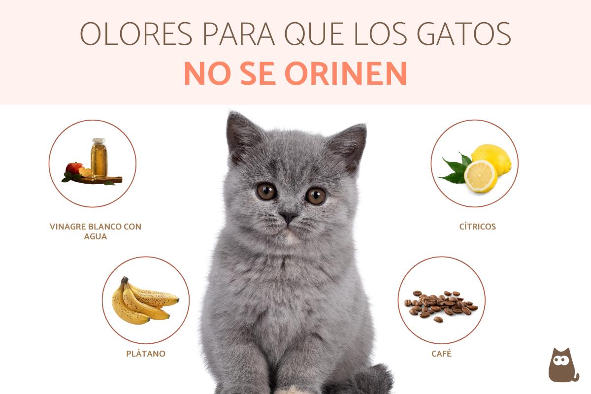 Cómo evitar que tu gato marque con orina usando refuerzo positivo 2 olores para que los gatos no orinen 26955 orig