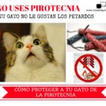 petardos pirotecnia gatos
