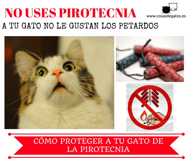 Gato 7 petardos pirotecnia gatos