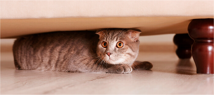 por que a mi gato no le gustan las visitas