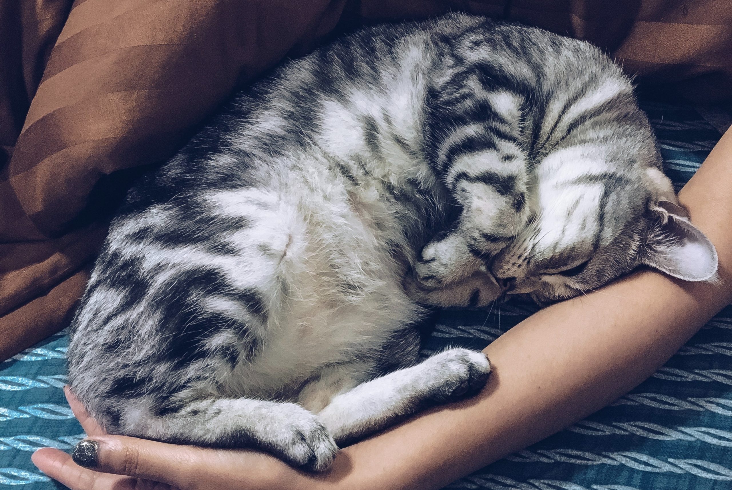 por que mi gato queire dormir conmigo scaled 1
