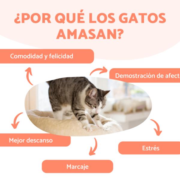 por que los gatos amasan 20489 600 square