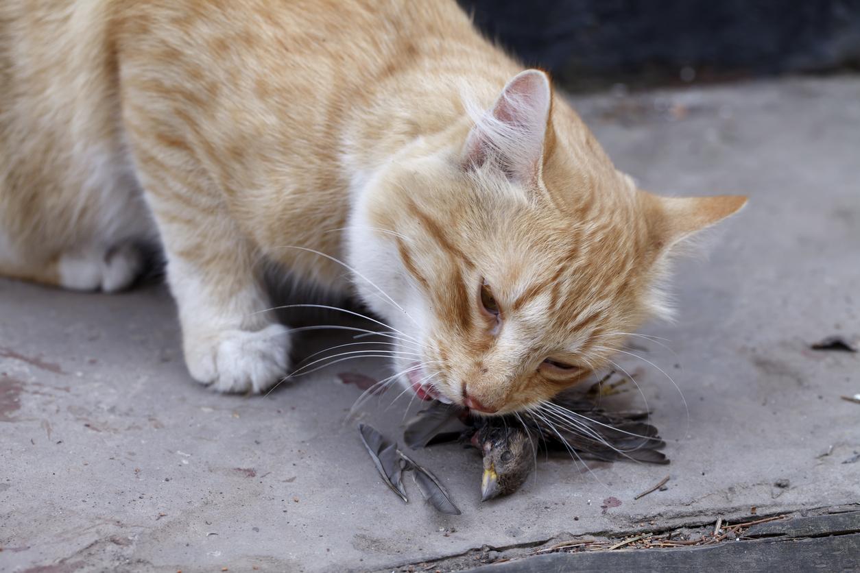 por que los gatos traen animales muertos 21210 orig