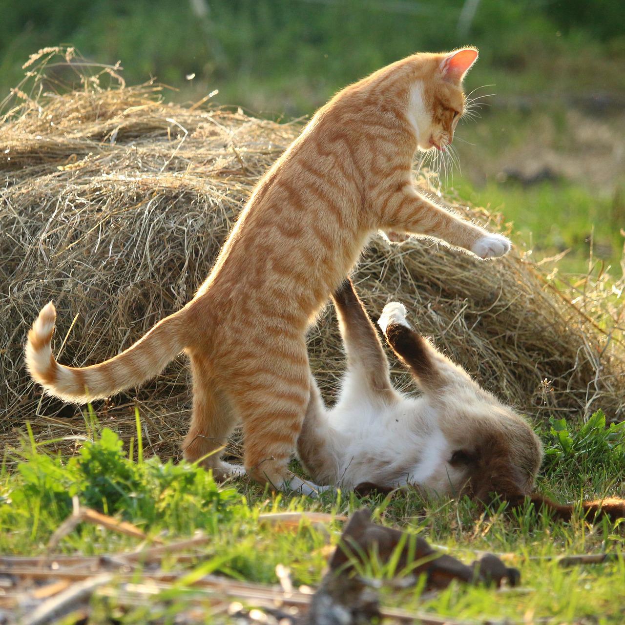 por que mi gato es muy agresivo con otros gatos 22175 orig