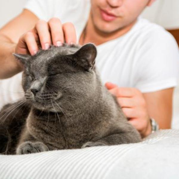 por que mi gato me despierta en la madrugada 22956 600 square