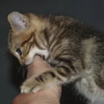 por que mi gato me muerde los pies 50892 600