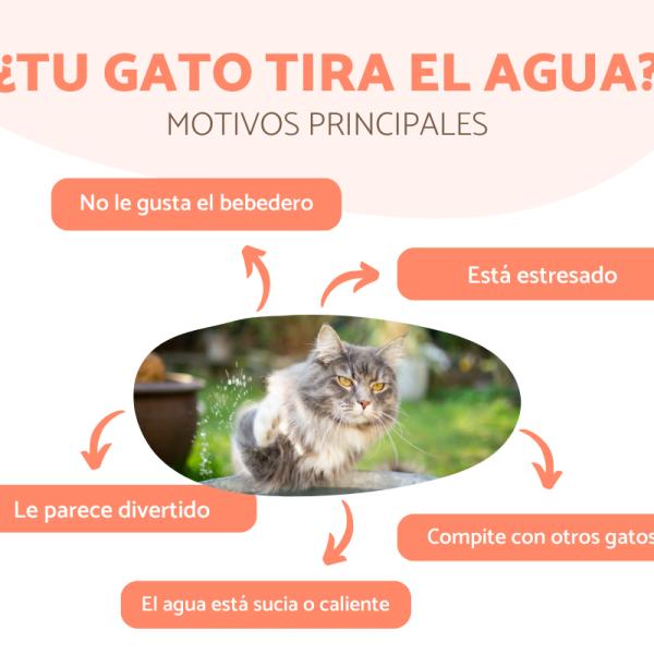 por que mi gato tira el agua del bebedero 20425 600 square