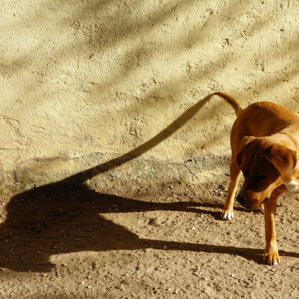 por que mi perro persigue sombras 23564 600 square
