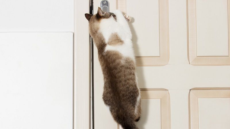 porque los gatos odian las puertas cerradas
