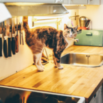Cómo entrenar a tu gato a evitar subirse a la encimera de la cocina 6 portada 5