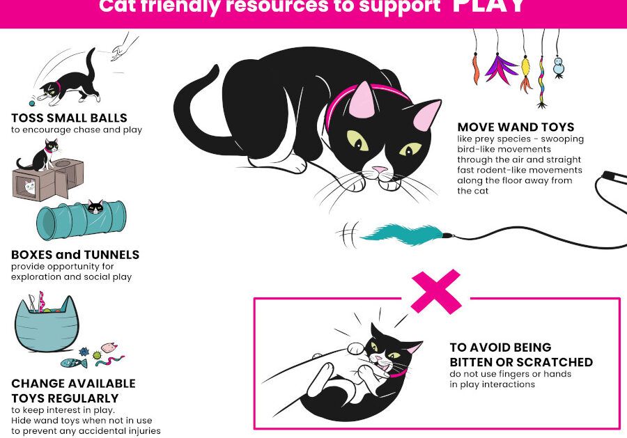 prevencion y tratamiento de lesiones por juego brusco en gatos guia completa