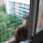 Cómo lograr que tu gato deje de saltar sobre las ventanas 5 proteger ventanas gatos