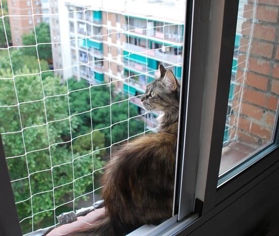 proteger ventanas gatos