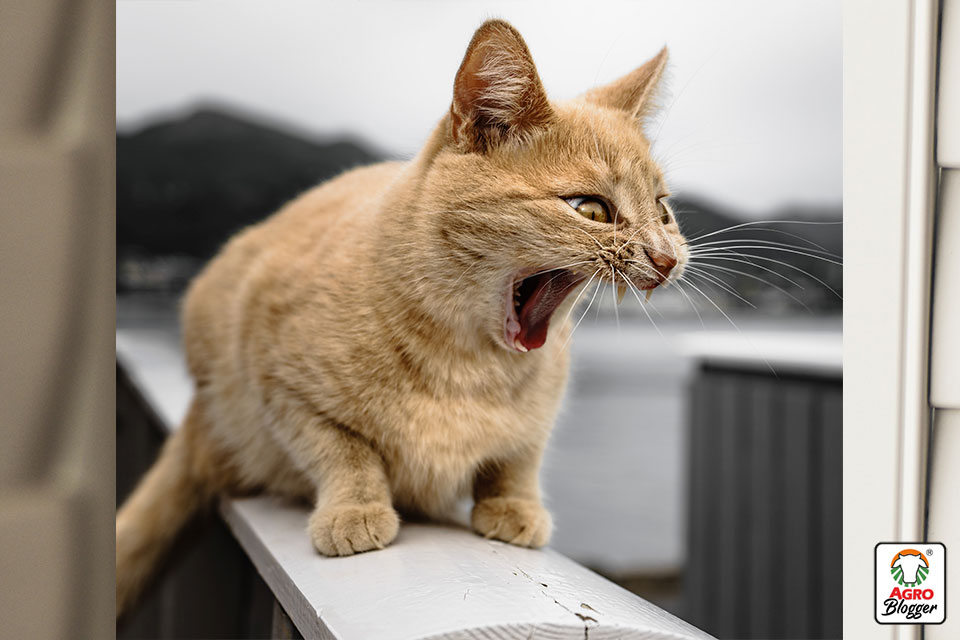 Entrenamiento positivo para reducir el estrés en gatos agresivos 3 que hacer para que mi gato no sea agresivo
